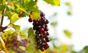 grapes-190482_640